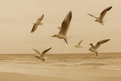 A First Look at Tobi Aluko’s Seagulls and Seashells A First Look at Tobi Aluko’s Seagulls and Seashells