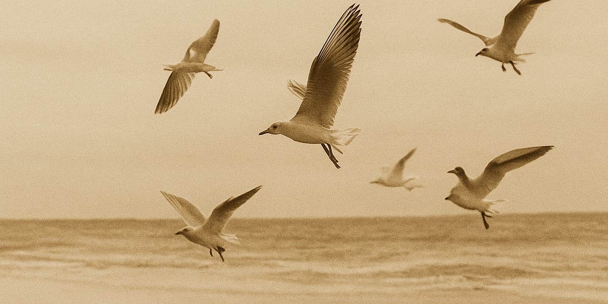 A First Look at Tobi Aluko’s Seagulls and Seashells